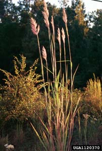 Giant Plumegrass, Sugarcane Plumegrass /
Saccharum giganteum (Syn. Erianthus giganteus)